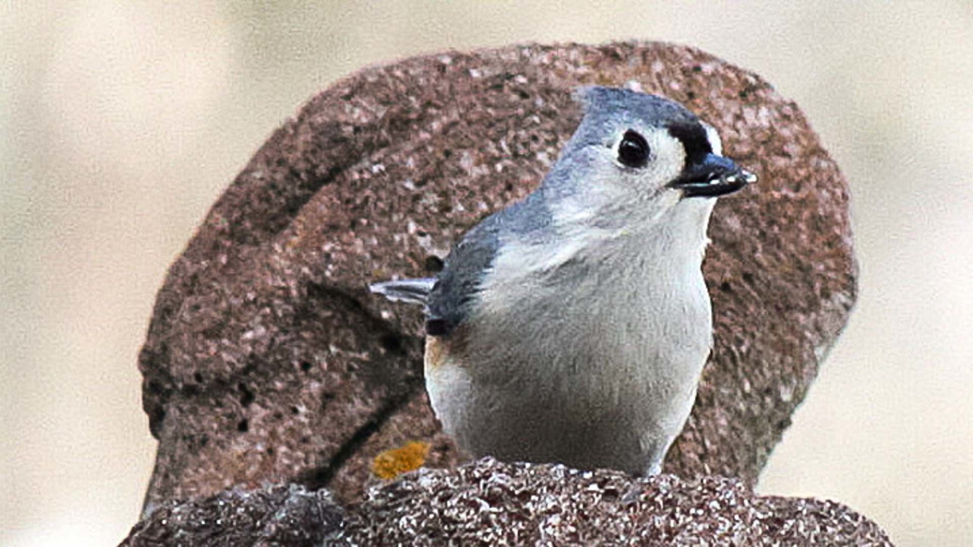 wildTitmouse-7-w-story.jpg